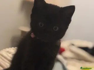 Mixed Breed cats Ragdoll x kitten for sale - Advert 1