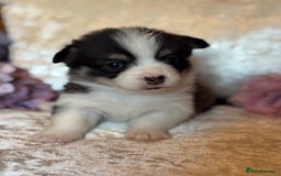 Welsh Corgi Pembroke dogs for sale: Pedigree, health tested parents, licensed breeder - Image 34