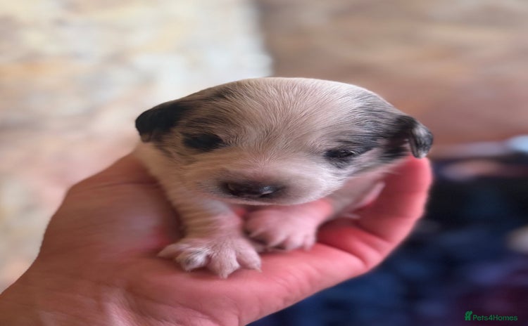 Mixed Breed dogs - Advert 12