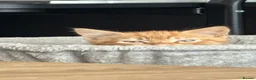 Mixed Breed cats for sale: Kittens looking for homes 🐱 - Advert 22