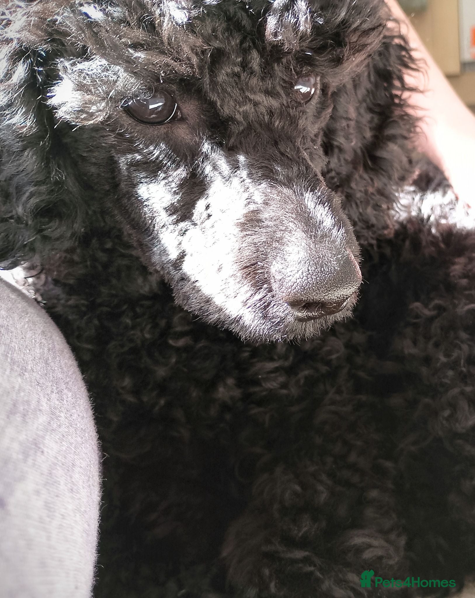 Miniature Poodle dogs Quality KC Registered Miniature Poodle Female - Advert 15