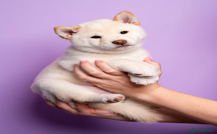 Japanese Shiba Inu dogs - Advert 1