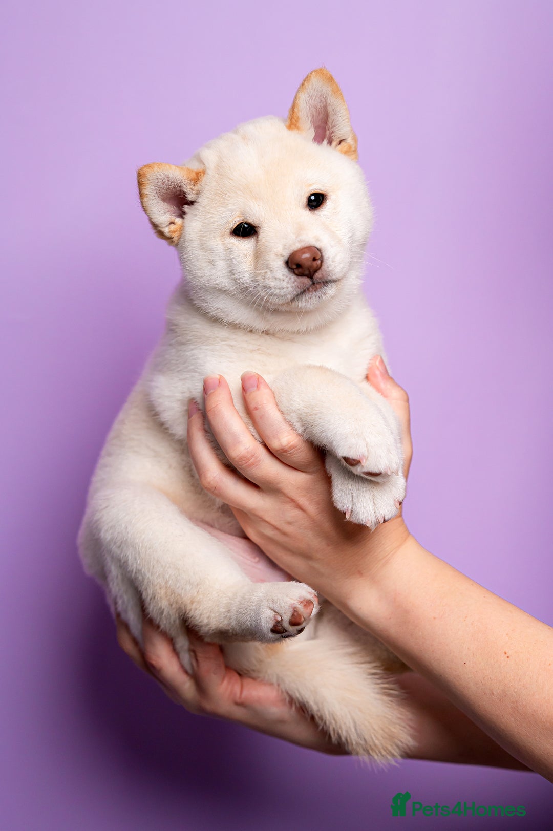 Japanese Shiba Inu dogs for sale: Beautiful Cream Shiba Inu boy for sale  - Image 1