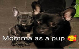 French Bulldog dogs for sale: Stunning French bulldog puppies 🐕 - Image 36