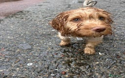 Cockapoo dogs for sale: Beautiful female cockerpoo puppy - Image 3