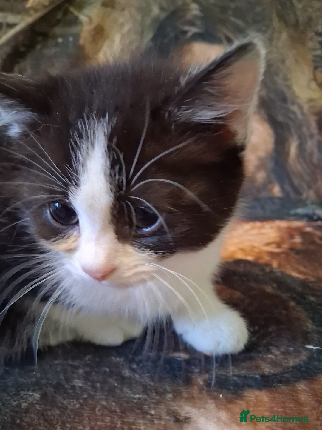 Mixed Breed cats for sale: Scottish straight cross kittens  - Image 6