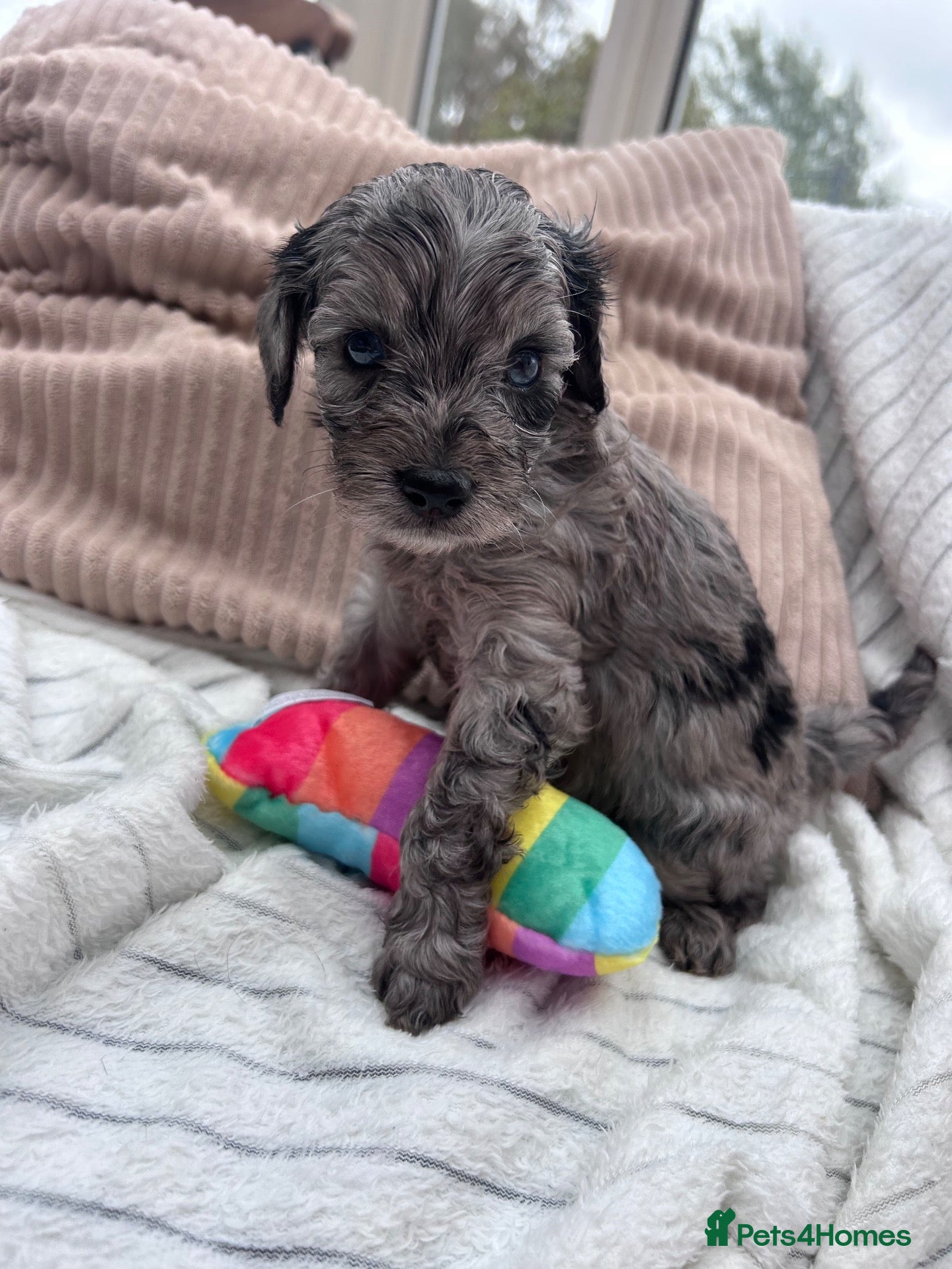 Cavapoo dogs 🐾 F1B MINIATURE CAVAPOO PUPPIES ARE HERE! 🐾 - Advert 1