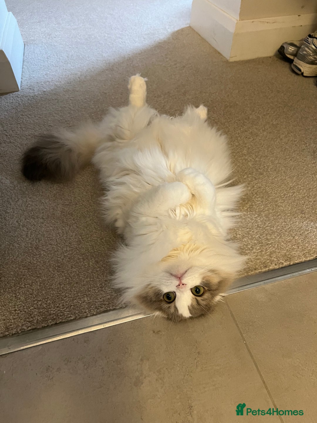 Scottish Fold cats for sale: Beautiful Scottish Fold Girl - Advert 8