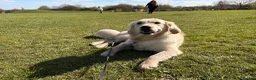 Golden Retriever dogs for sale: Health tested Golden Retriever  - Advert 1