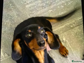 Dachshund dogs Dachshund puppies - Advert 13