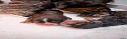 Cocker Spaniel dogs for sale:  Show cocker spaniel male  - Advert 3
