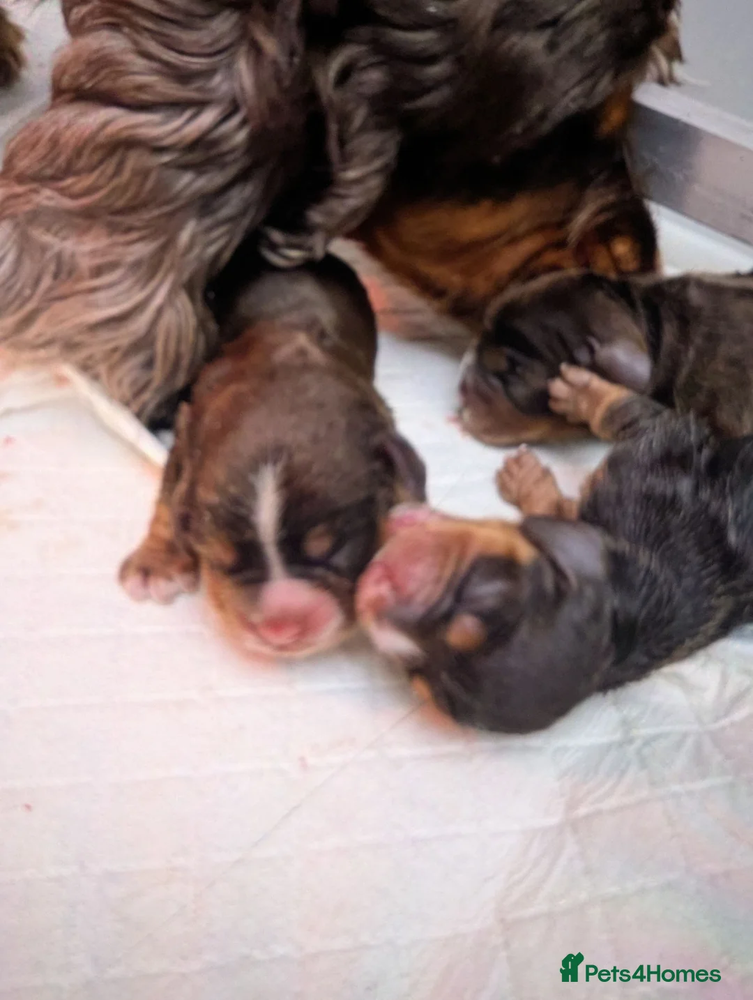 Cocker Spaniel dogs for sale:  Show cocker spaniel male  - Advert 3