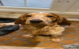Cocker Spaniel dogs for stud: Lemon roan cocker spaniel stud - Image 1