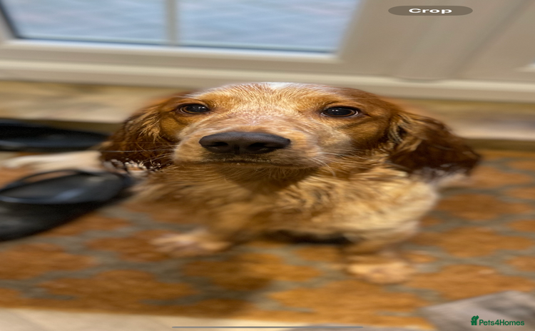 Cocker Spaniel dogs - Advert 2