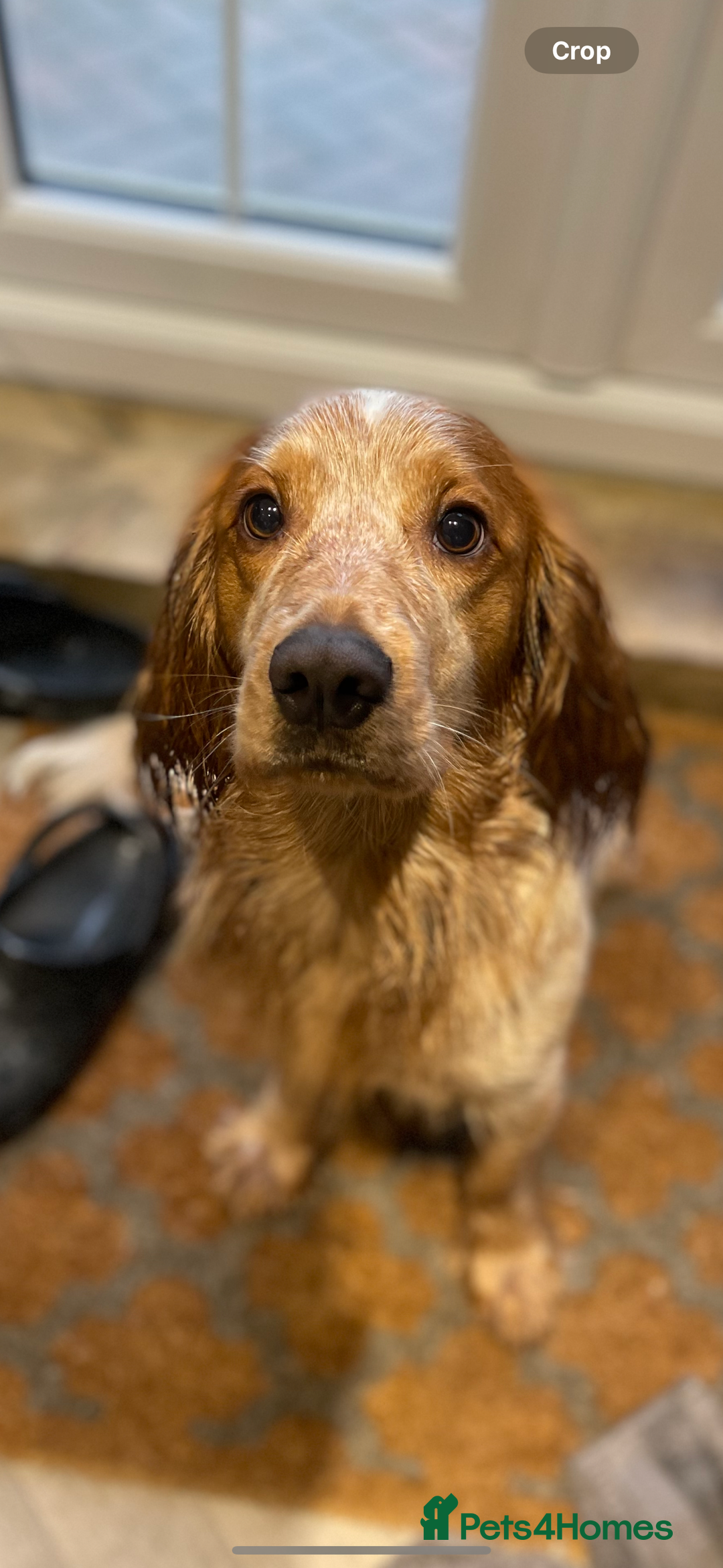 Cocker Spaniel dogs for stud: Lemon roan cocker spaniel stud - Image 1