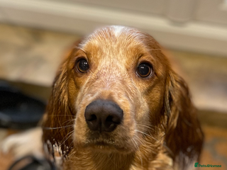 Cocker Spaniel dogs - Advert 40