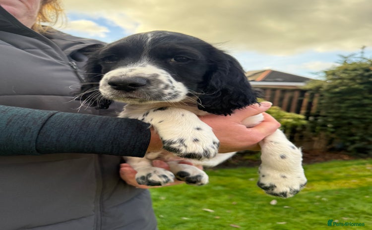Cocker Spaniel dogs - Advert 4