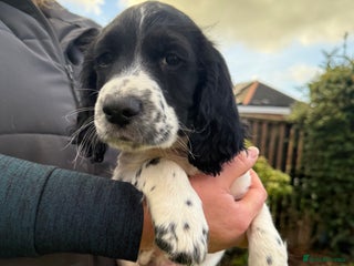 Cocker Spaniel dogs Cocker Spaniels - Advert 5