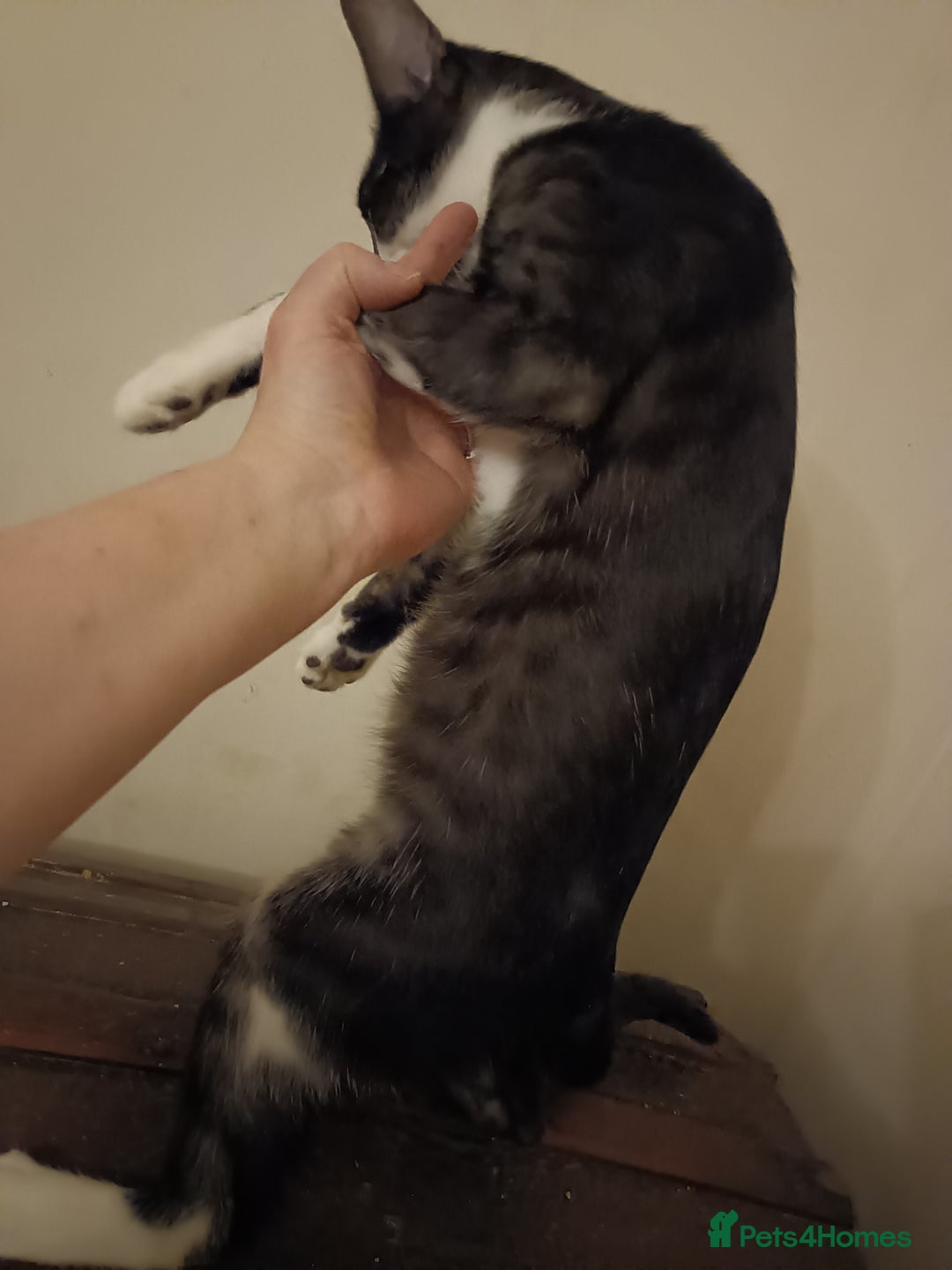 Mixed Breed cats for sale: Black & White Kittens Bengal Mix Véry Interactive  - Image 6