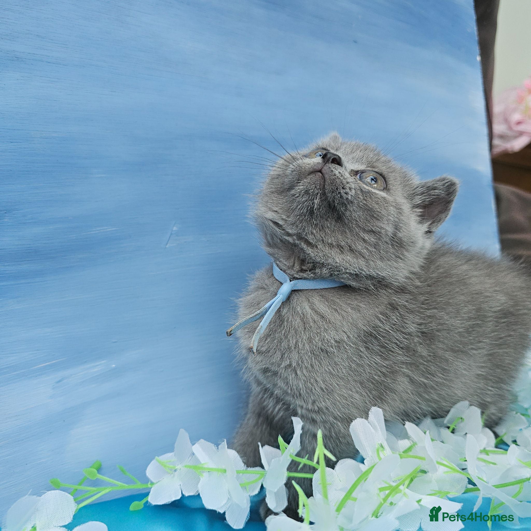 British Shorthair cats Tica registered ready to go, 1 boy and 1 girl - Advert 16