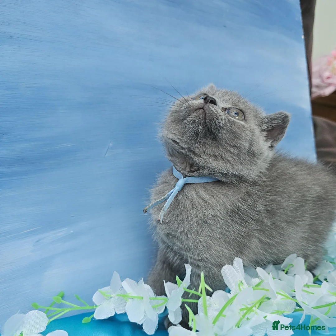 British Shorthair cats for sale: Tica registered ready to go, 1 boy and 1 girl - Advert 1