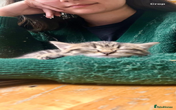 Mixed Breed cats for sale: 1/4 Persian, 1/4 Ragdoll kittens looking for home - Image 14