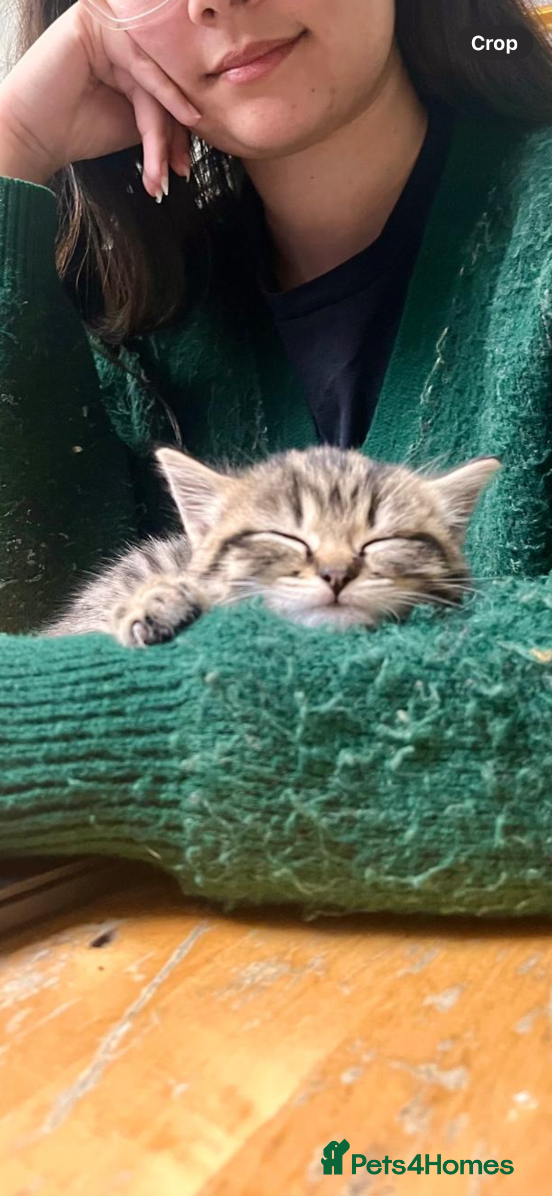 Mixed Breed cats for sale: 1/4 Persian, 1/4 Ragdoll kittens looking for home - Image 14