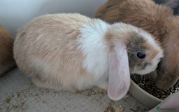 Mini Lop rabbits for sale: Beautiful mini lop babies ready for new homes - Image 9