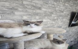 Ragdoll cats for sale: 3 KITTENS 🐱 RAGDOLL🐾  🌸🌿 Blue Point Silky💫🐾* - Image 5