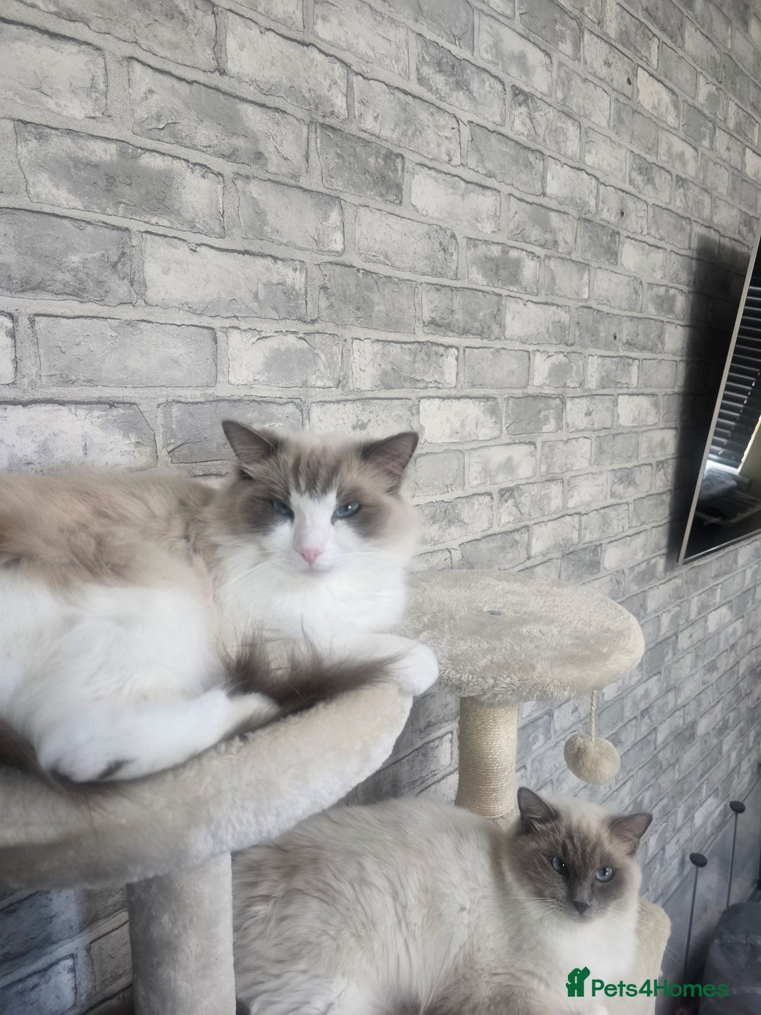 Ragdoll cats for sale: 3 KITTENS 🐱 RAGDOLL🐾  🌸🌿 Blue Point Silky💫🐾* - Image 5