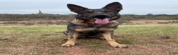 German Shepherd dogs for sale: 5 year old - working line German shepherd  - Advert 4