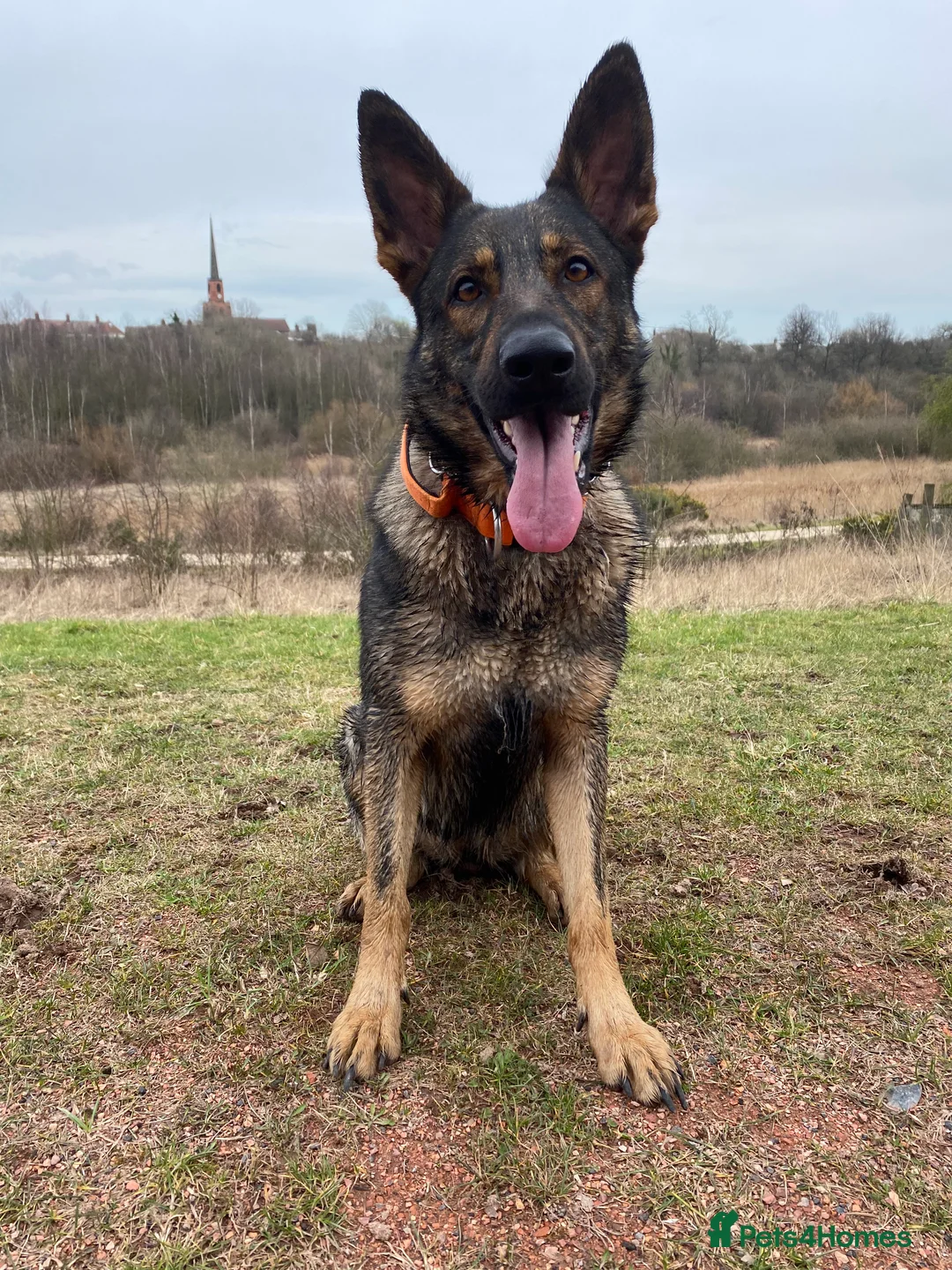 German Shepherd dogs for sale: 5 year old - working line German shepherd  - Advert 4