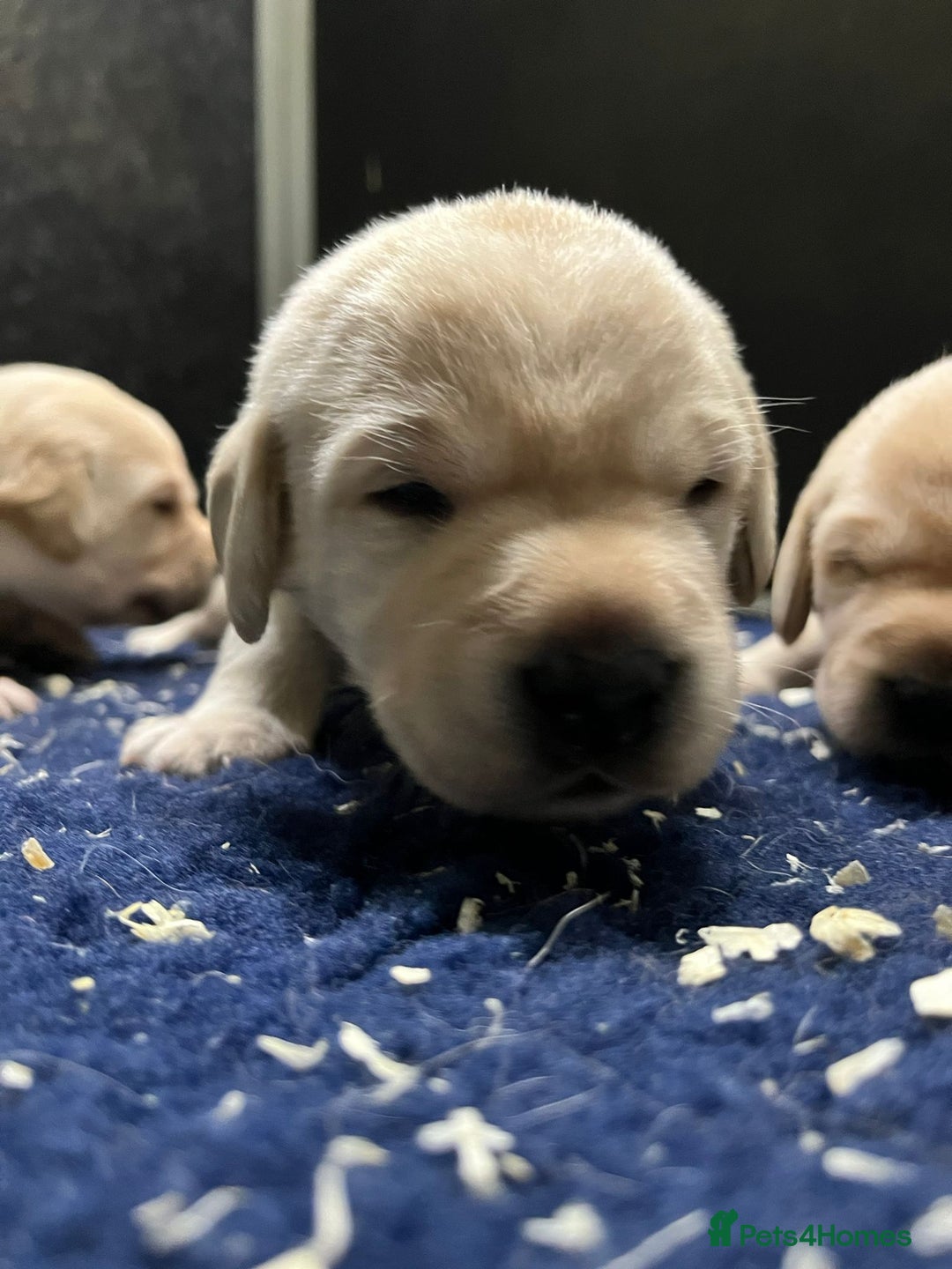 Labrador Retriever dogs for sale: Superb yellow boys and girls - Image 4