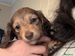 Miniature Dachshund dogs Top quality long haired miniature dachshunds - Advert 3