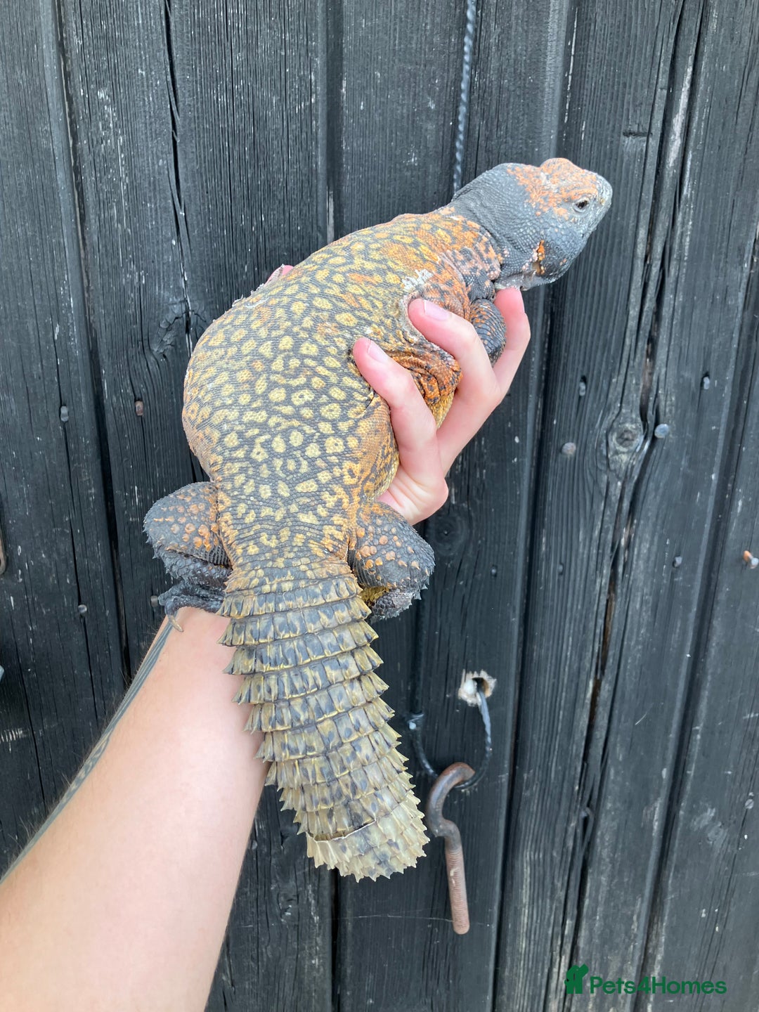 Lizard reptiles for sale: Baby Moroccan Uromastyx  - Image 4