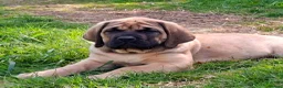 Mastiff dogs for sale: LAST BOY !! Mastiff puppies  - Advert 8