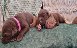 Labrador Retriever dogs for sale: Bundle of Chocolate Joy- Labrador Retrive Puppies - Image 16