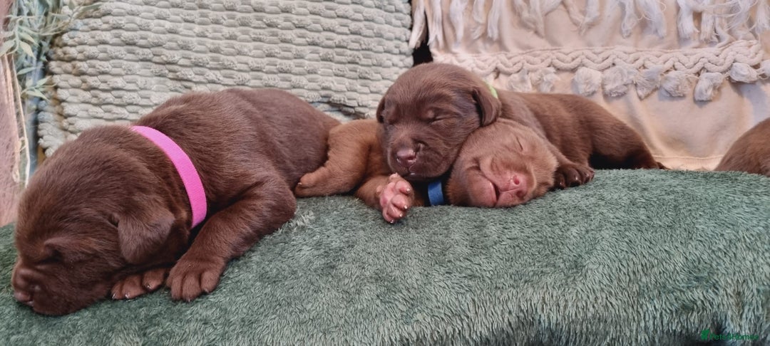 Labrador Retriever dogs for sale: Bundle of Chocolate Joy- Labrador Retrive Puppies - Image 16