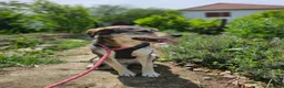 Mixed Breed dogs for adoption: 🐾 LAJKA – LOOKING FOR A FOREVER HOME 🐾 - Advert 4