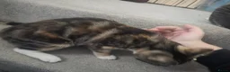 Aegean cats for sale: Unique Torbie Older kitten THEA - Advert 3