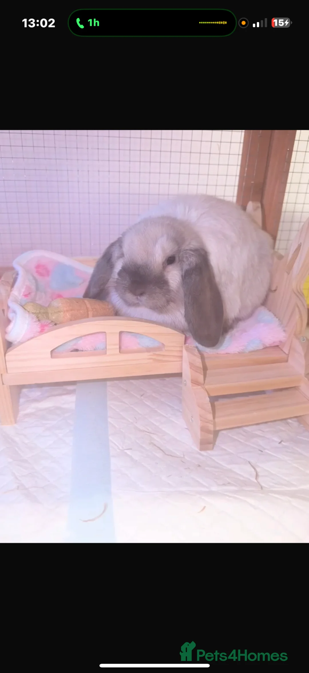 Mini Lop rabbits for sale: Pedigree mini lop buck with hutch and everything  - Advert 2