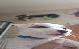 Jack Russell dogs for sale: JACK RUSSELL - Image 9