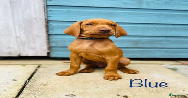 Hungarian Vizsla dogs - Advert 12