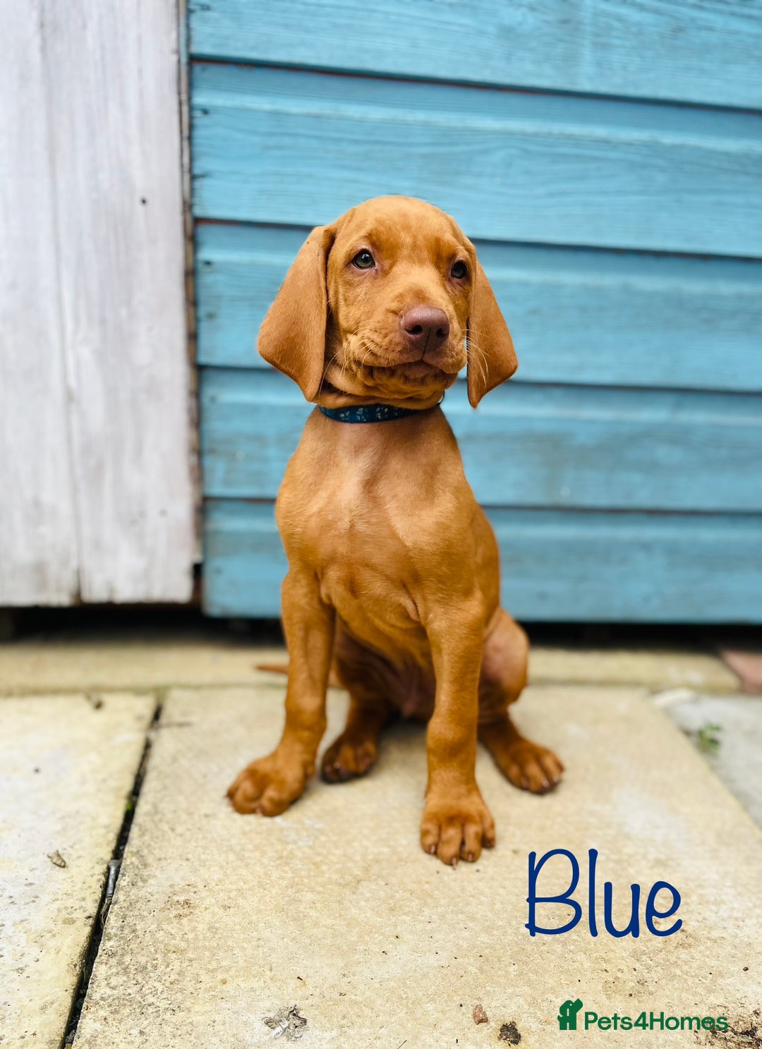 Hungarian Vizsla dogs for sale: KC registered hungarian vizsla puppies - Image 2