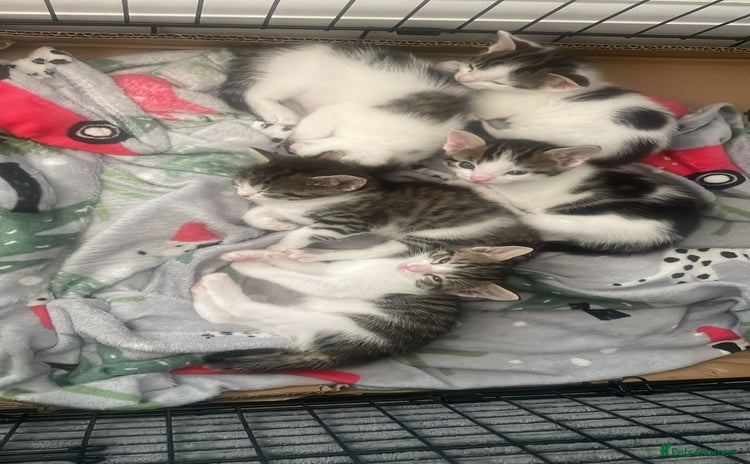 Domestic Shorthair cats - Advert 1