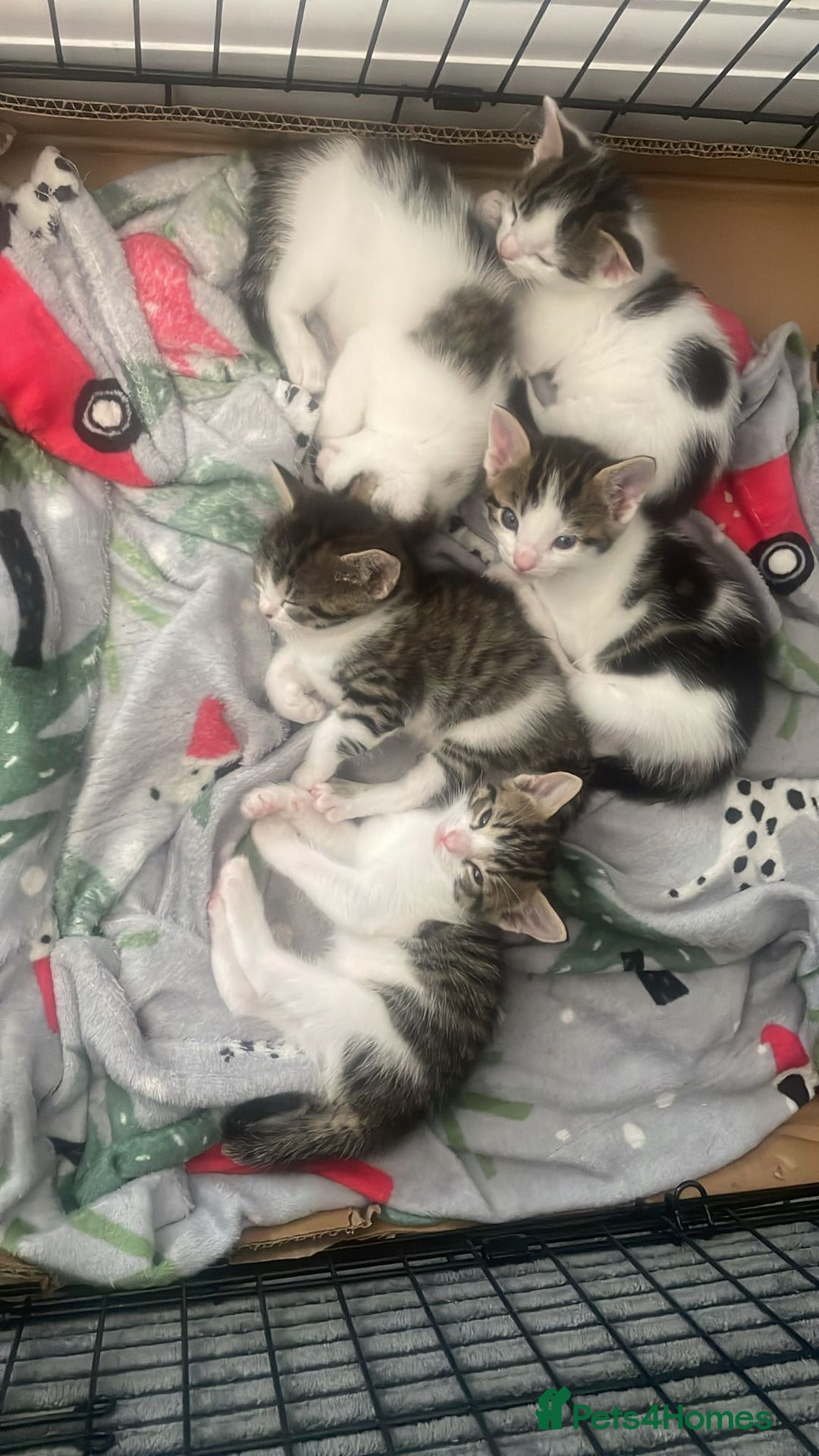 Domestic Shorthair cats for sale: Adorable, Friendly little pickles - Image 2
