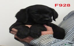 Goldador dogs for sale: Lovely Goldendor / Goldador Puppies - Image 3
