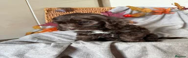 Cockapoo 4