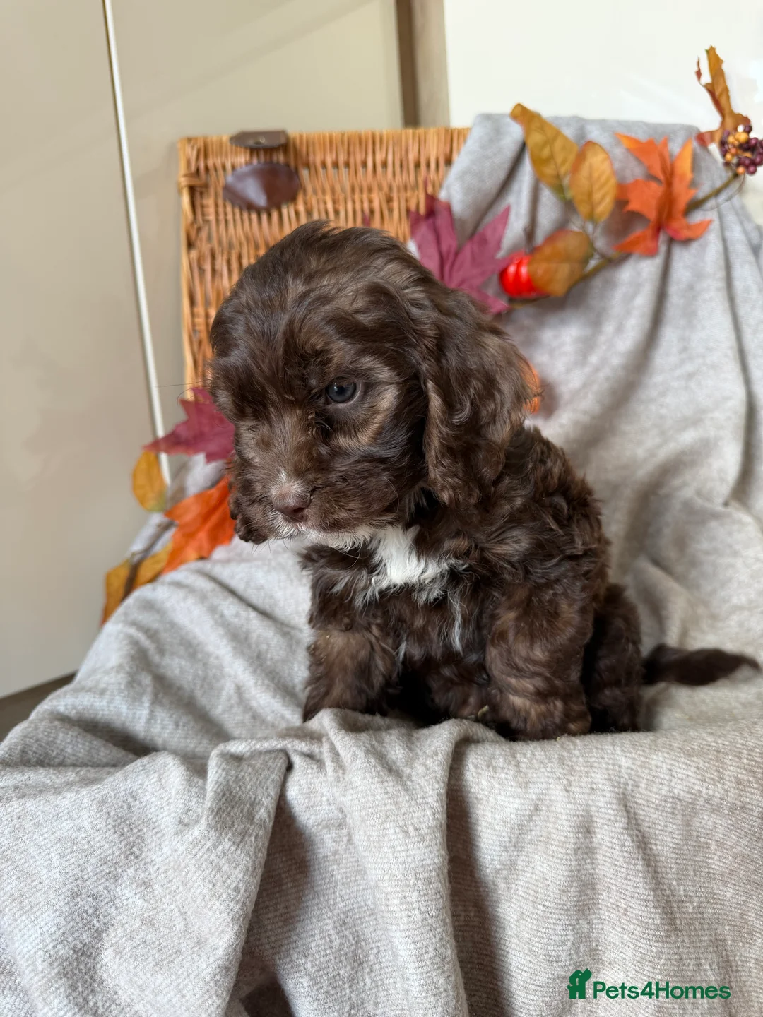 Cockapoo dogs for sale: Cockapoo puppies - Advert 2