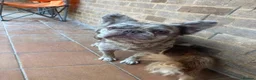 French Bulldog dogs for sale: Frenchie puppy's  in Epsom - Advert 3